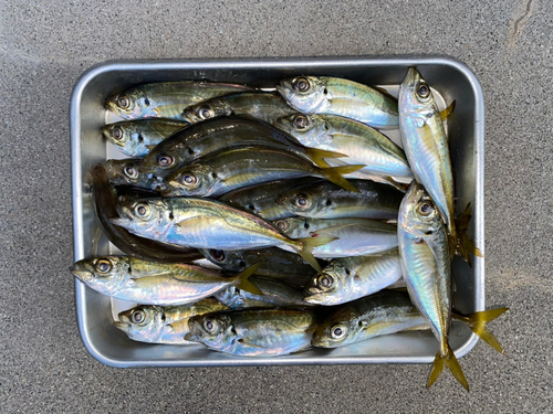 アジの釣果