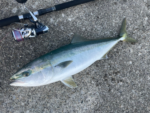 ワラサの釣果