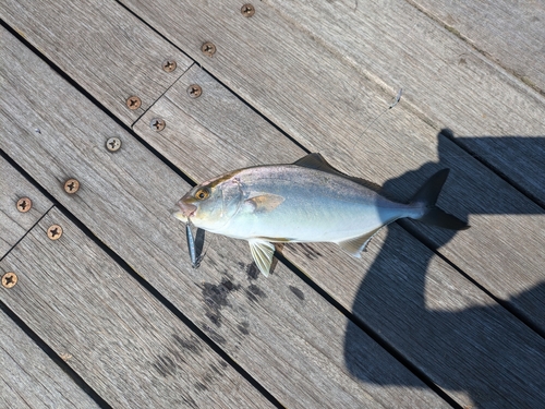 ワカシの釣果