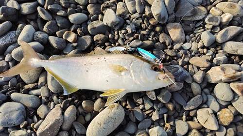 ショゴの釣果