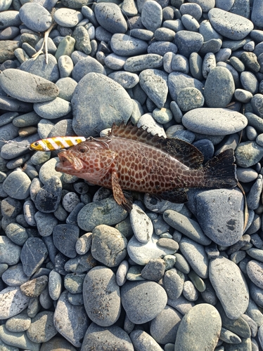 オオモンハタの釣果