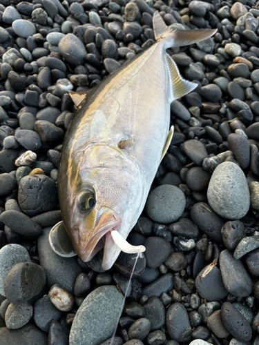 カンパチの釣果