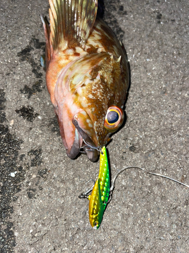 カサゴの釣果