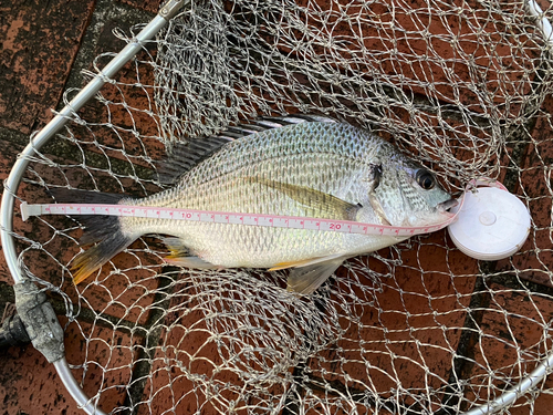 キビレの釣果