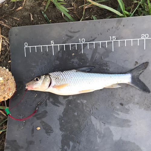 ニゴイの釣果