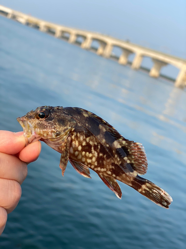 ハゼの釣果