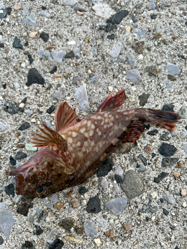 カサゴの釣果