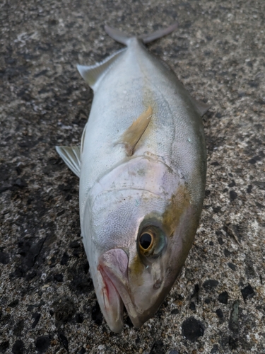 ネリゴの釣果