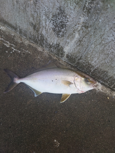 ショゴの釣果