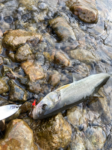 ウグイの釣果