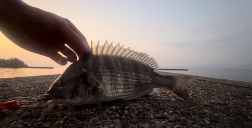 チヌの釣果