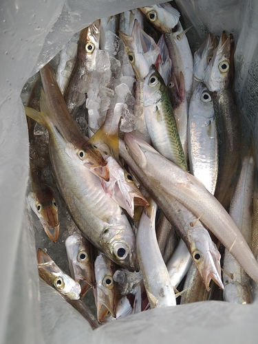 カマスの釣果