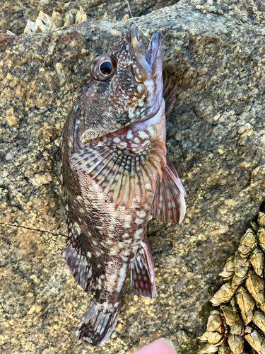 アラカブの釣果