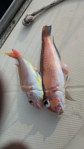 アカアマダイの釣果