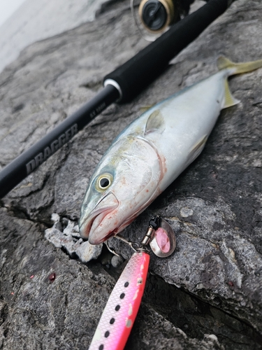 ツバスの釣果