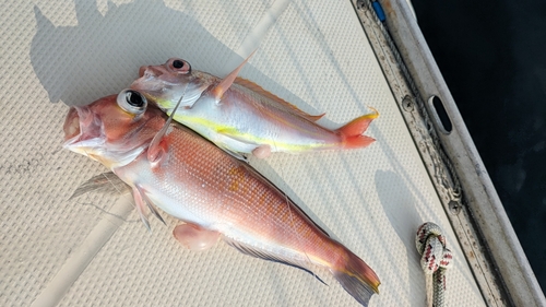 イトヨリダイの釣果