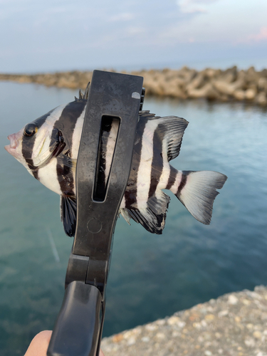 キスの釣果