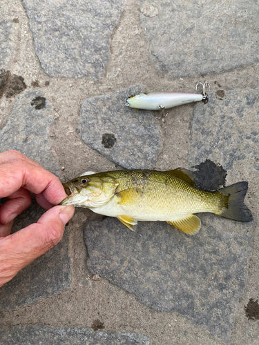 スモールマウスバスの釣果