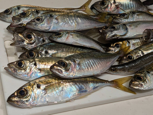 マアジの釣果