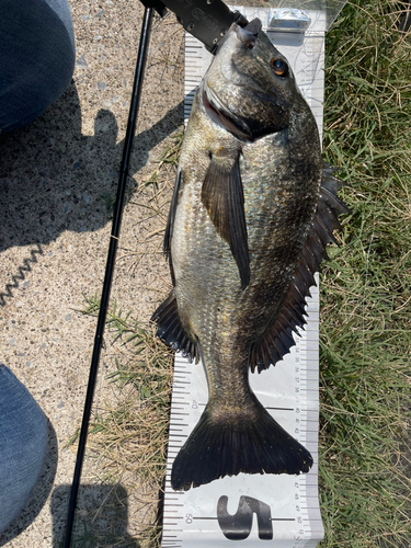 クロダイの釣果