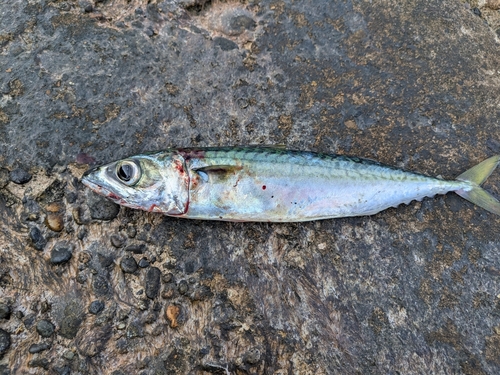 サバの釣果