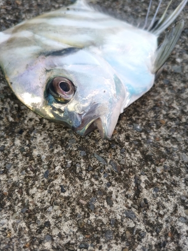 イトヒキアジの釣果