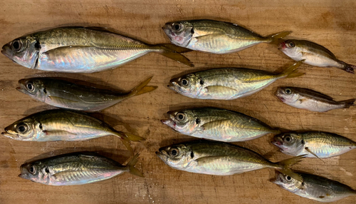 アジの釣果