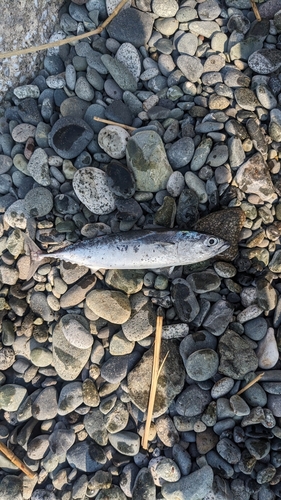 ソウダガツオの釣果