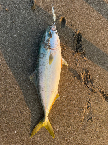 イナダの釣果