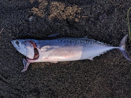 ソウダガツオの釣果