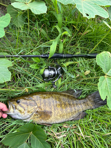 スモールマウスバスの釣果