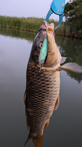 コイの釣果