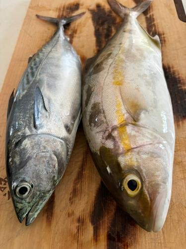 ショゴの釣果