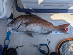 タイの釣果