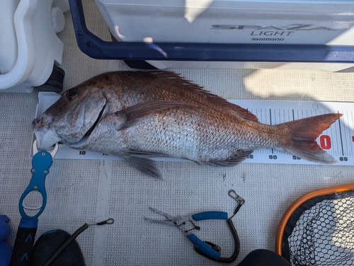 タイの釣果