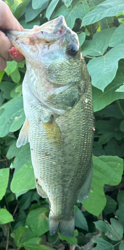 ブラックバスの釣果