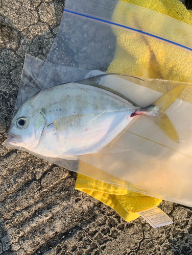 リュウキュウヨロイアジの釣果