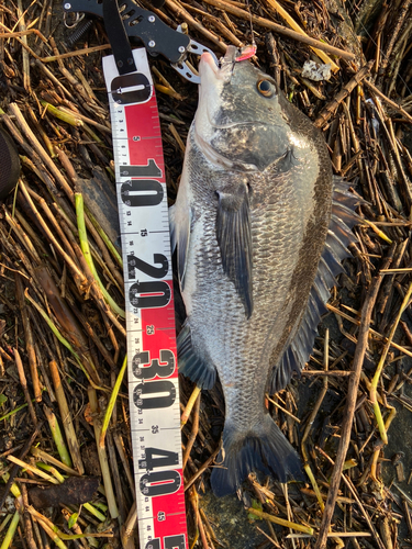 クロダイの釣果