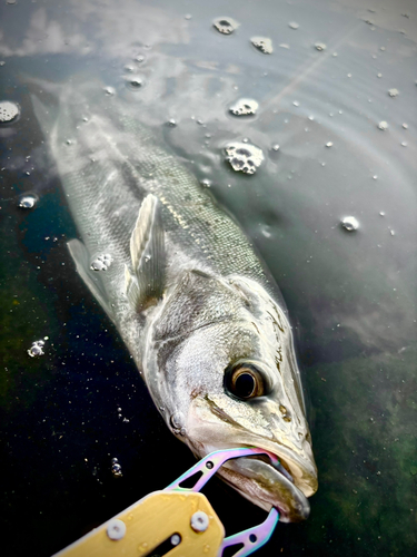 フッコ（マルスズキ）の釣果