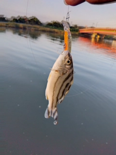 コトヒキの釣果