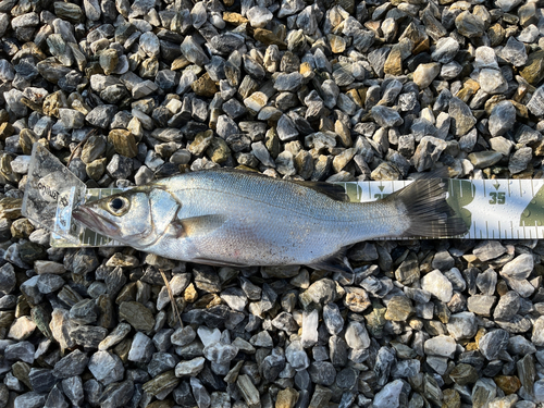 シーバスの釣果