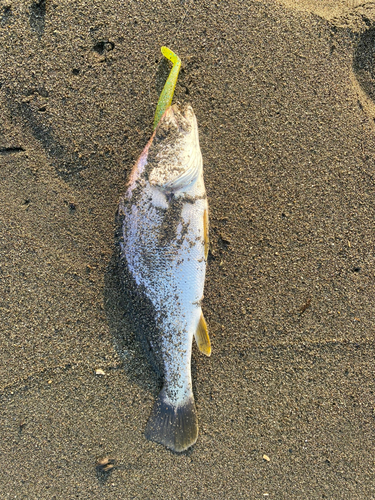 ニベの釣果