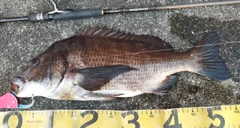 チヌの釣果