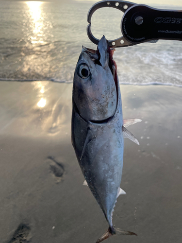 カツオの釣果