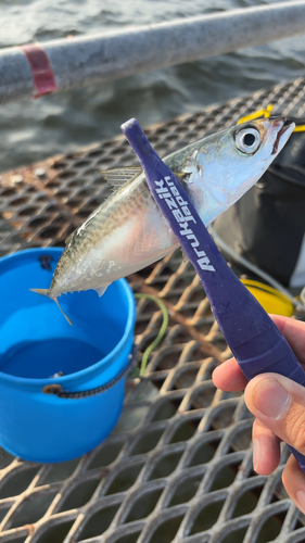 サバの釣果