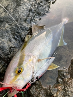 カンパチの釣果