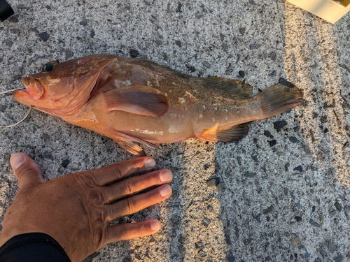 アコウの釣果