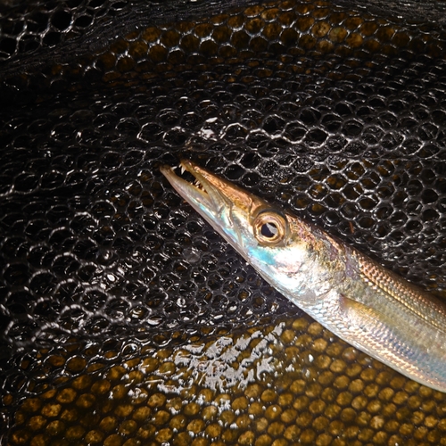 カマスの釣果