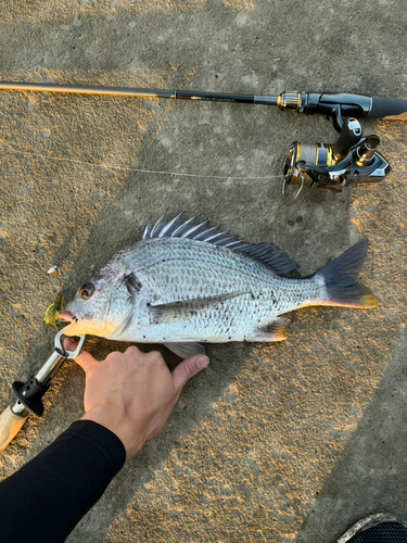 キビレの釣果