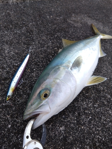 ワカシの釣果